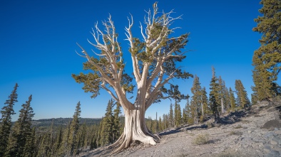 bristlecone